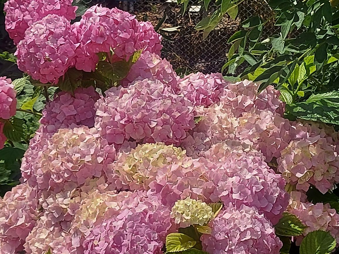 Гортензия  розовая крупноцветковая и белая Анабель