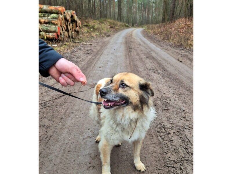 Wspaniała Idzia do adopcji!