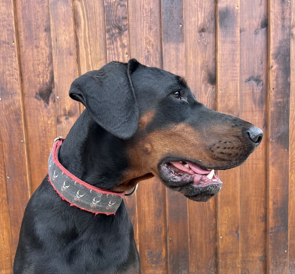 Doberman FCI/ ZKwP