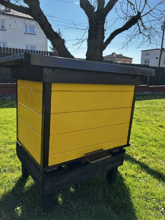 Ule wielkopolskie - leżakowe.