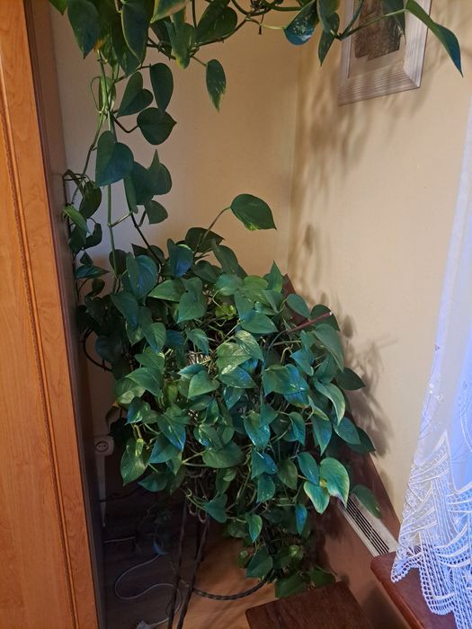 Kwiat doniczkowy - Epipremnum