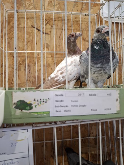 Excelentes pombos dragão