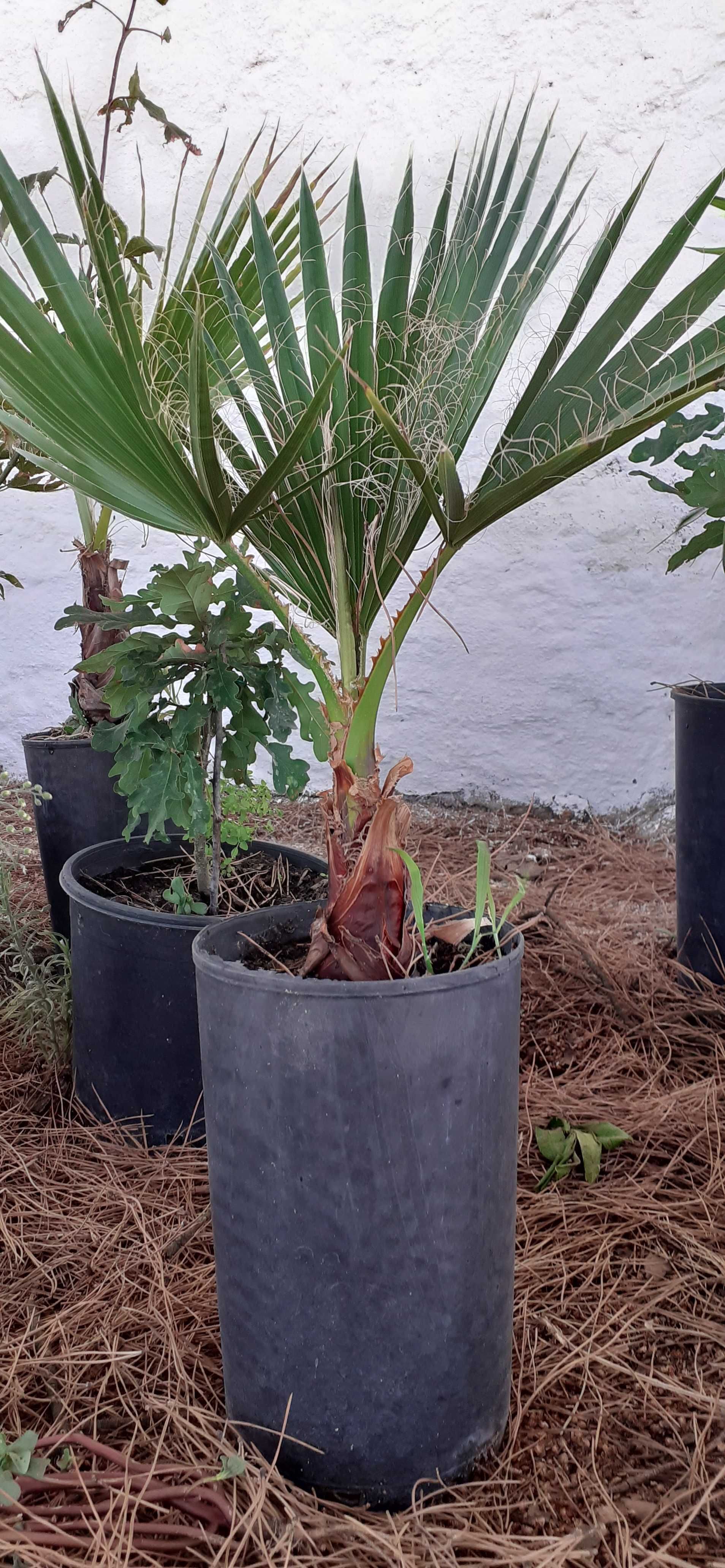 Washingtonia Robusta, entregas zona de Setúbal, cada unidade 7,5 euros