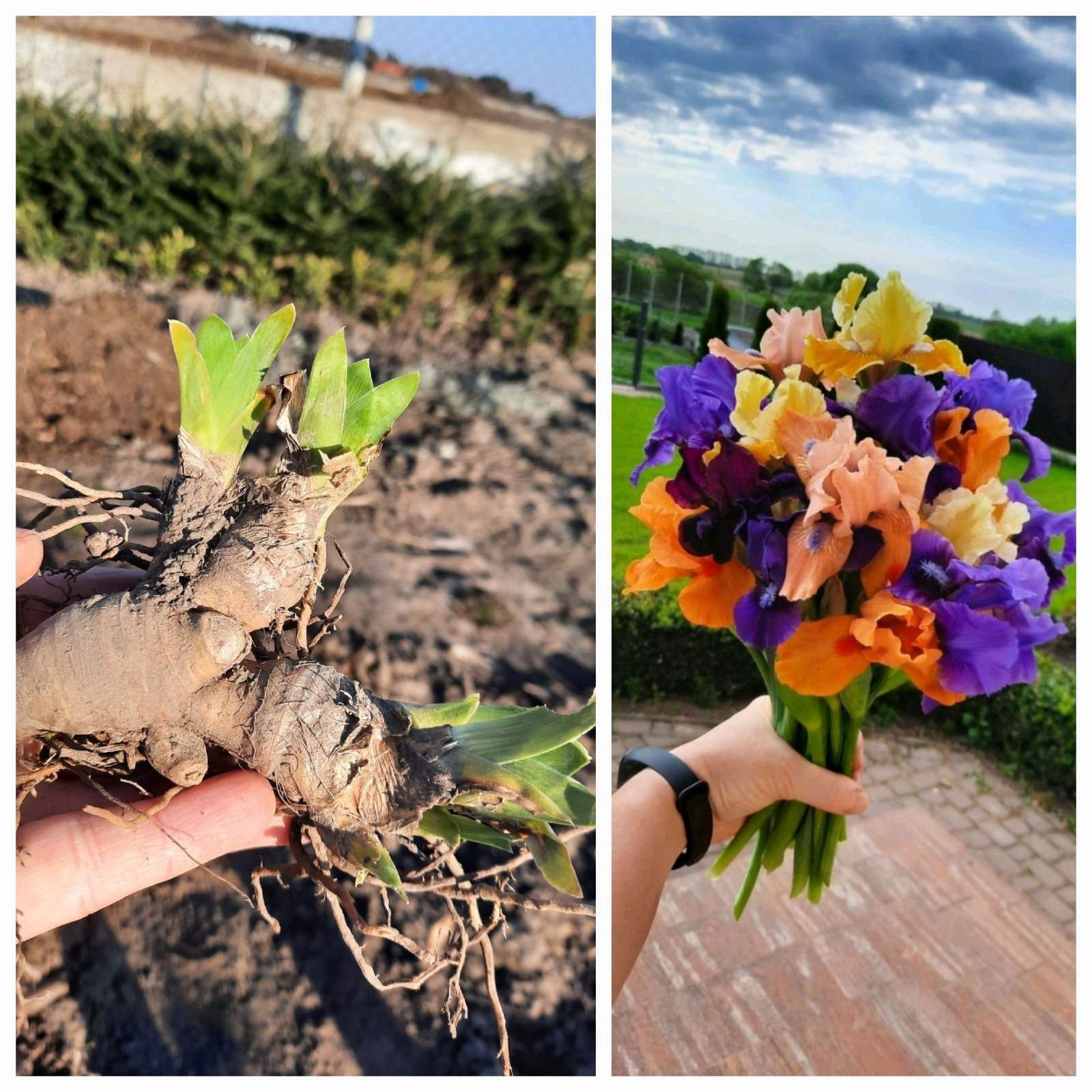 Квіти  багаторічні / піон люпин ромашка