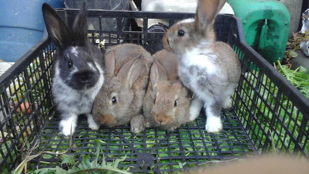 Królik a i  sprzedam