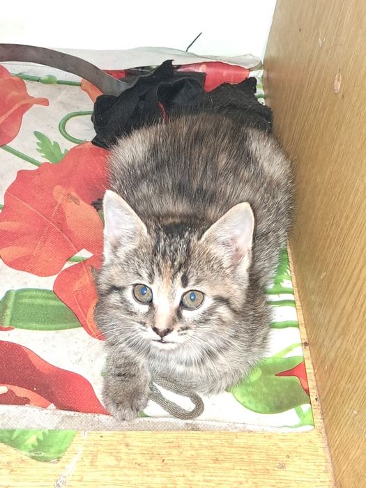 Кошенята безкоштовно