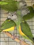 Poicephalus senegalus