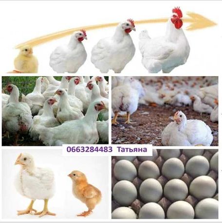 Продажа инкубационных яиц птице молодняка