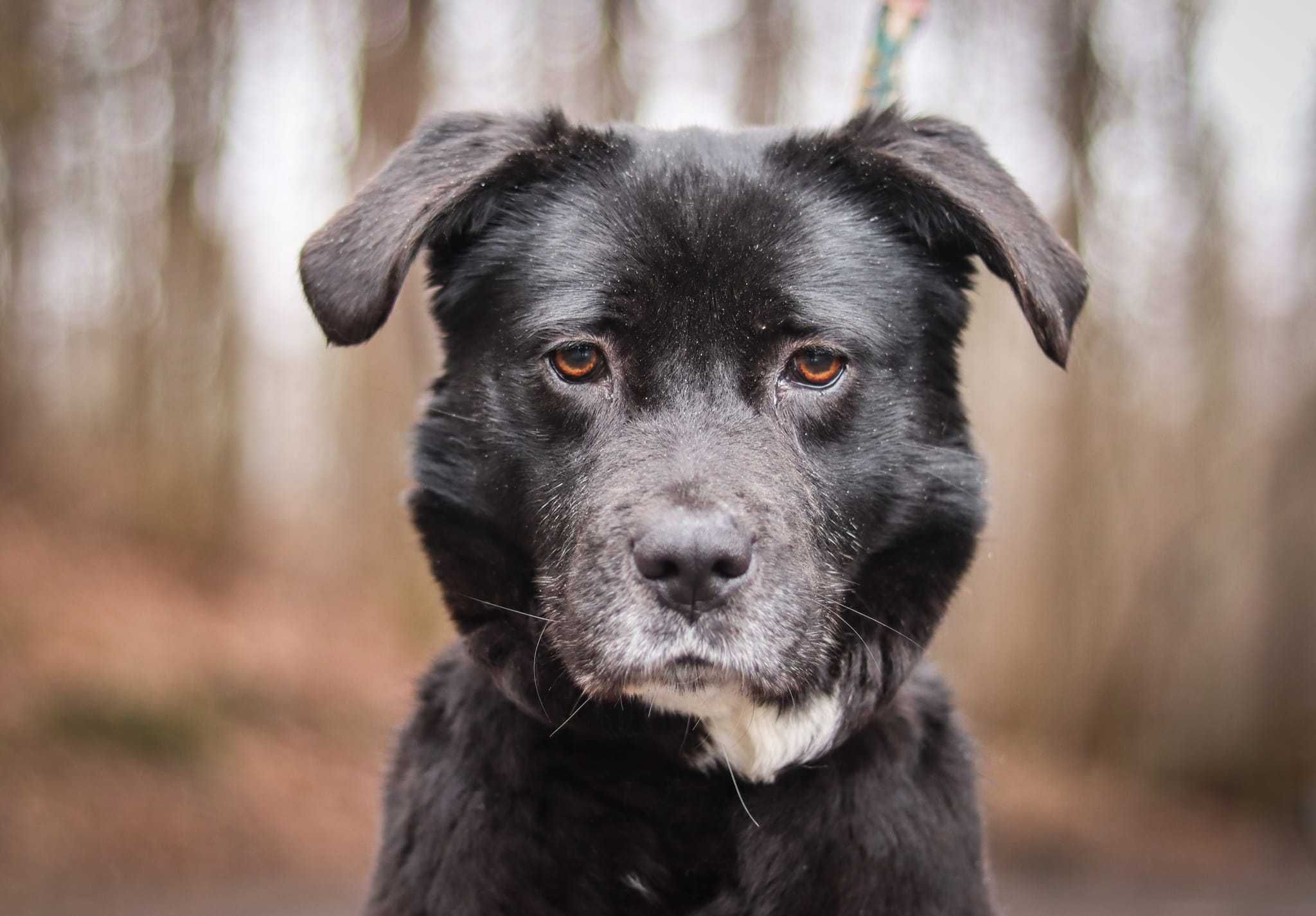 Spokojna, grzeczna suczka do adopcji