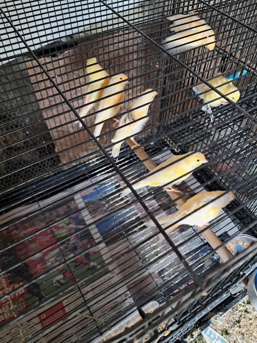 Canários vários  raças