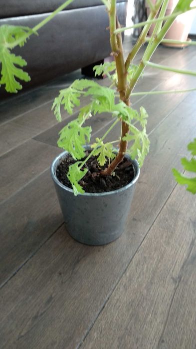 Duża anginka geranium