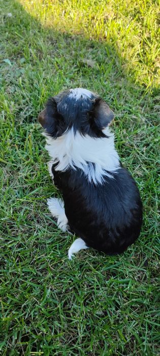 Yorkshire terrier suczka biewer