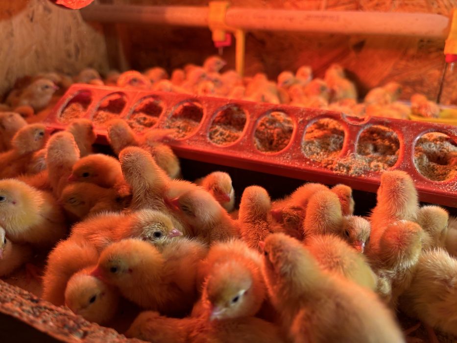 Яйця для інкубації перепелині, техас