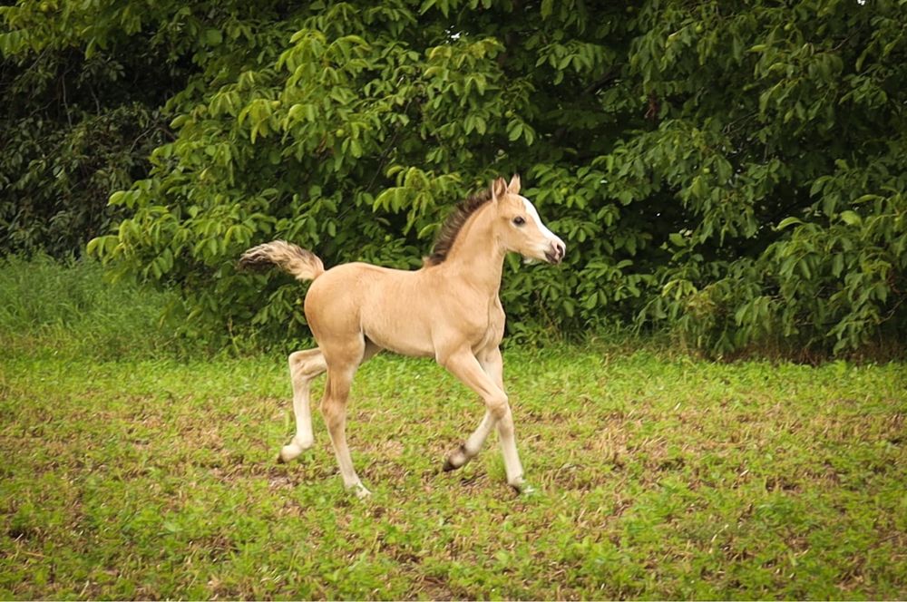 Klacz kuc walijski wyjątkowy kuc Cremello