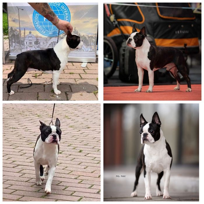 Boston Terrier zkwp