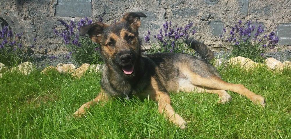 Domowy hotel dla psów opieka nad psem opiekun dla psa petsitter