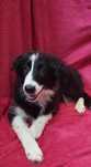 Border Collie piękny piesek czarno-biały wyjątkowy
