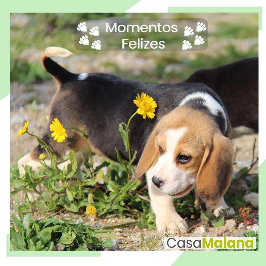 Cachorro Beagle com Lop