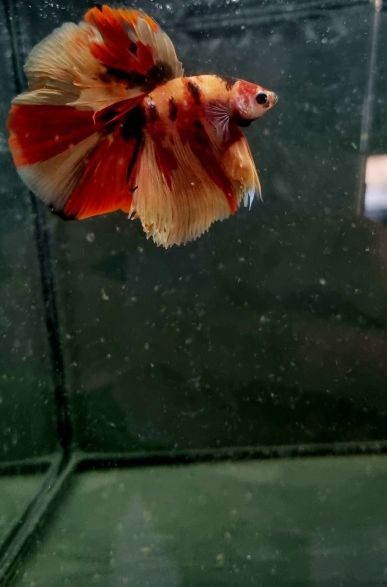 Bojownik HM nemo