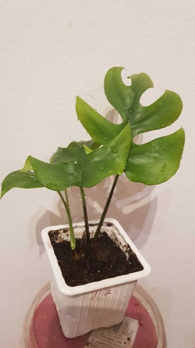 Monstera MINIMA rhaphidophora tetrasperma 3w1
