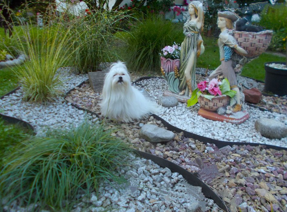 Maltanczyki piekne miniaturki