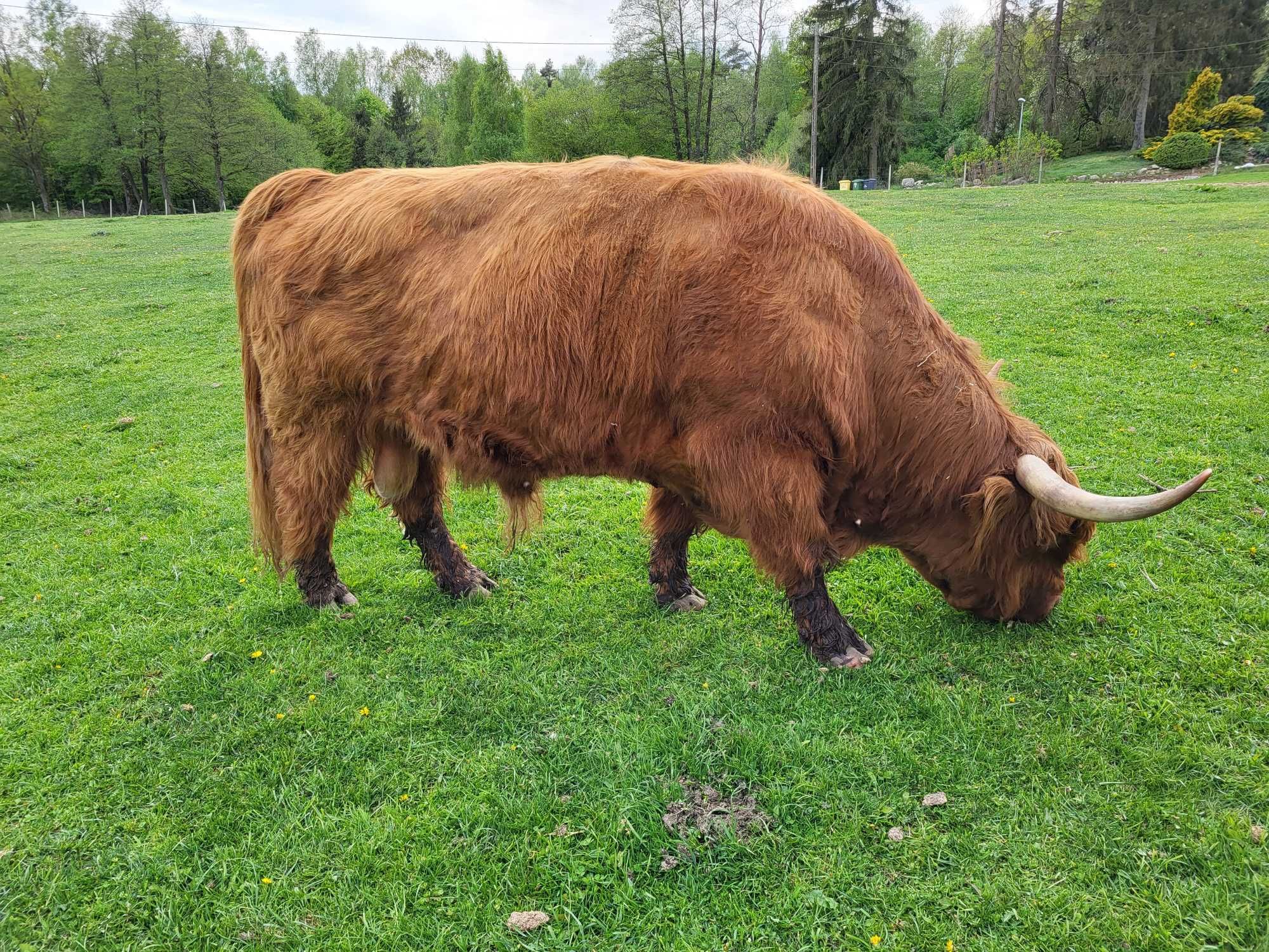 100% Rasowy buhaj byk rozpłodowy highland bydło szkockie wpis PZHiPBM