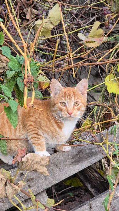 Mlode 4 miesiecze kotki i kociczki szukają domów