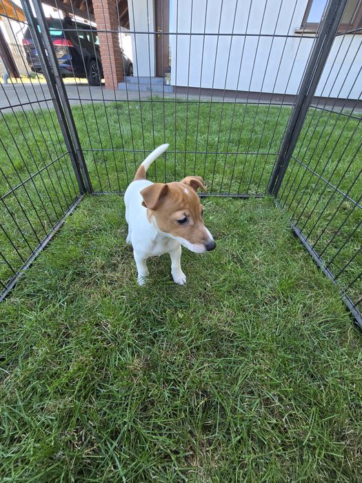 Jack Russell suczka