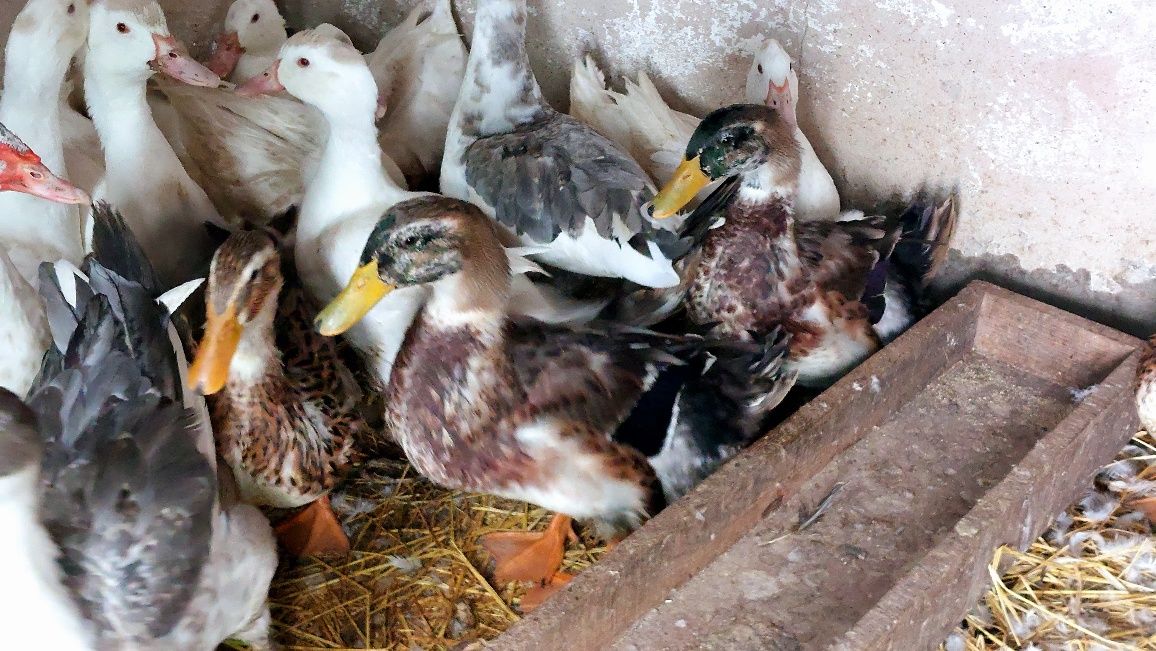 Patos ruan  com 6 meses
