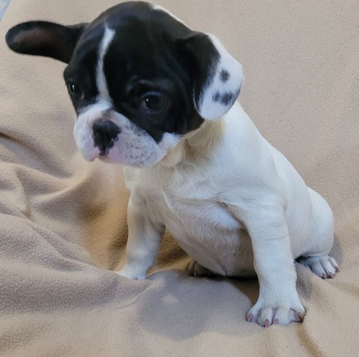 Cachorrinha Bulldog