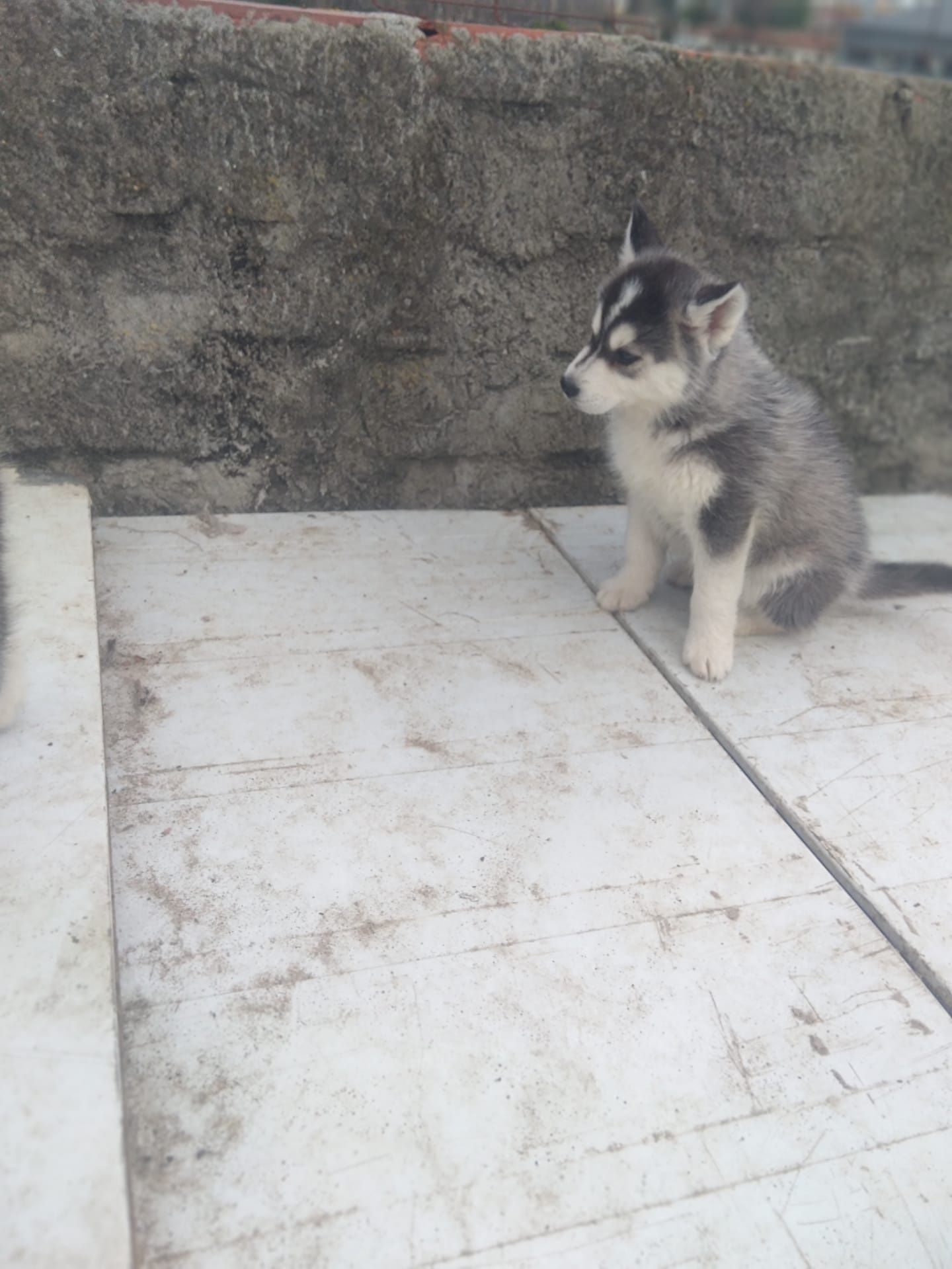 Husky siberiano c/lop pedigree c.p .canicultura