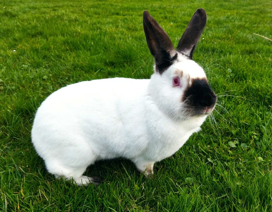 królik kalifornijski samce samice młode kalifornia