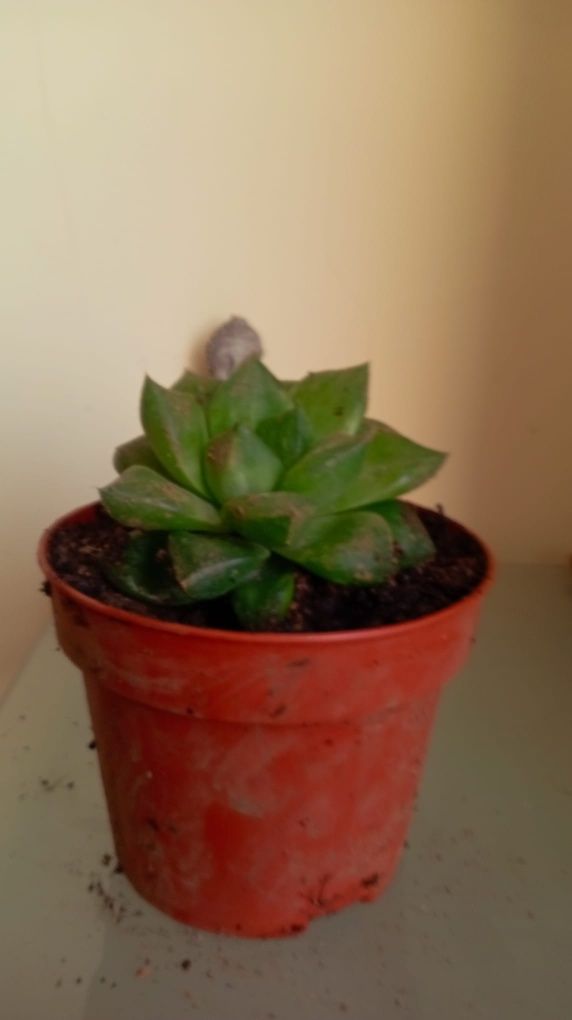 Plantas diversas