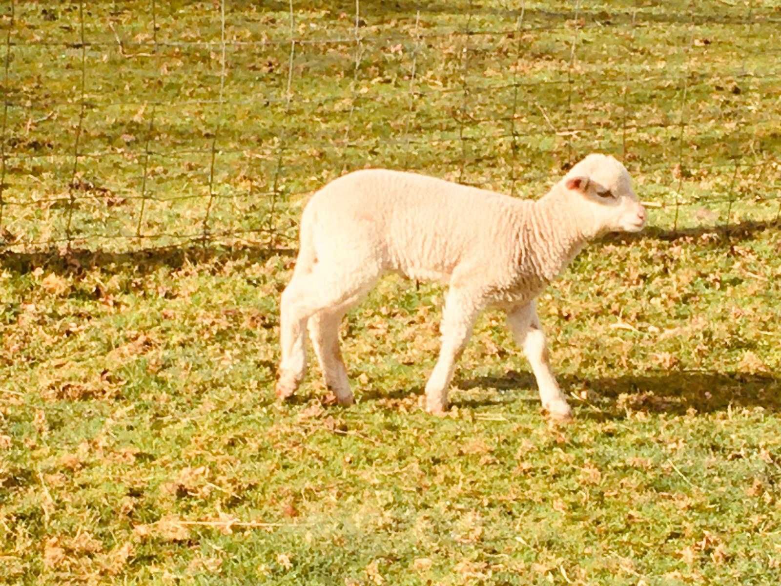 Cordeiros (macho) com 4 meses