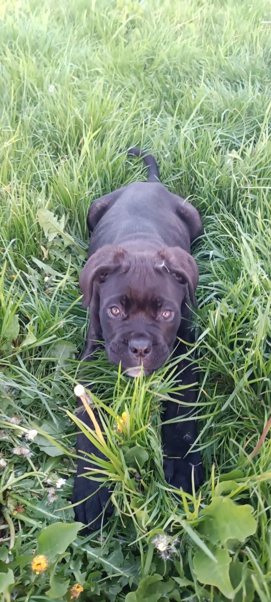 Cane Corso Italiano