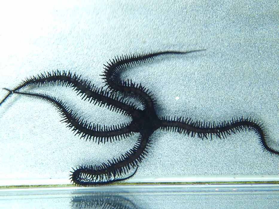 Wężowidło Ophiocomina scolopendrina Akwarystyka Morska Poznań