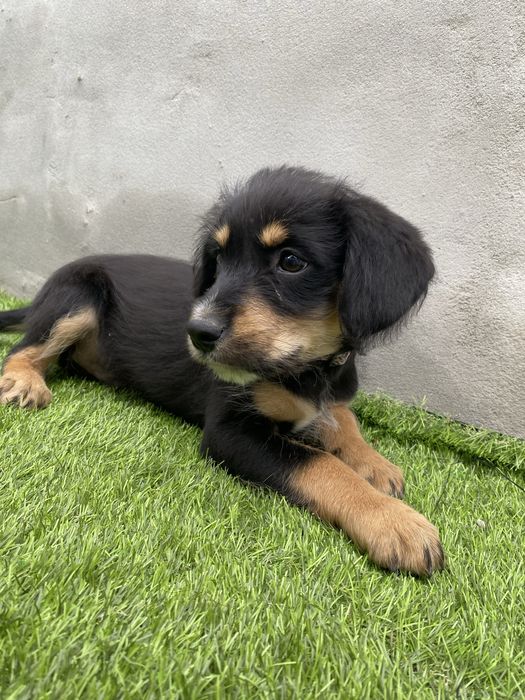 Cachorrinho para adoção gratuita