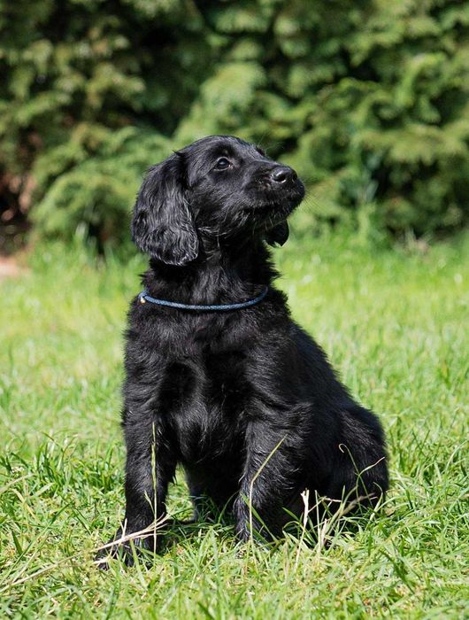 Flat Coated Retriever ZKwP/FCI– gotowe do odbioru