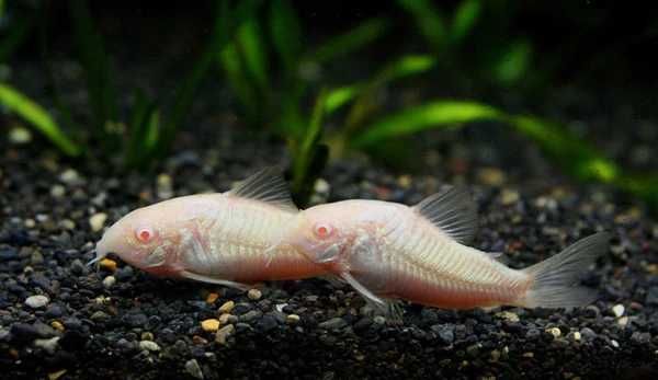 Kirysek spiżowy odmiana ALBINOTYCZNA - Corydoras - Kirys albinos