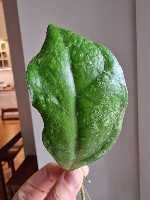 Hoya Rainy Man ukorzeniona