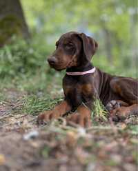 Doberman dziewczyna