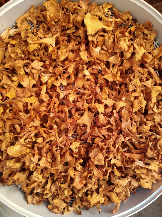 Гриби лисички сушені і щойно зібрані.