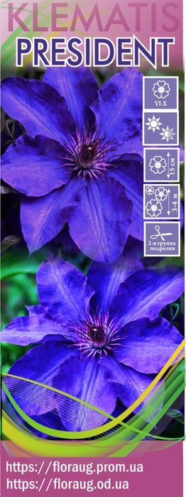 Клематис Руж Кардинал и др.