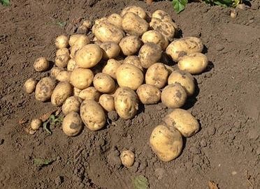 Продам  домашню картоплю .