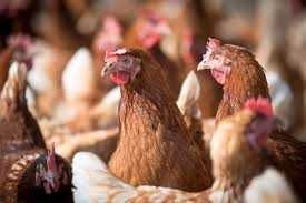 Kury Nioski młode z wolnego wybiegu ! Rosa Messa Leghorn Grenn Shell !