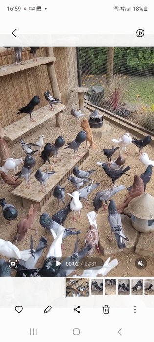 Brneńskie garłacze