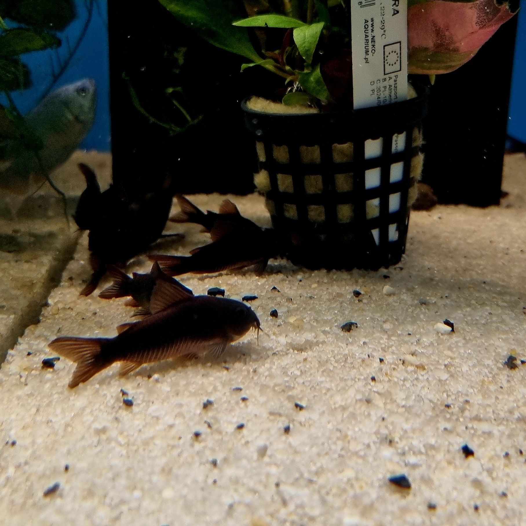 Kirysek czarny (corydoras black)
