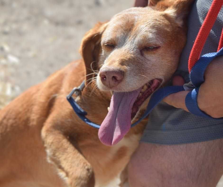 Spicy - Para Adopção