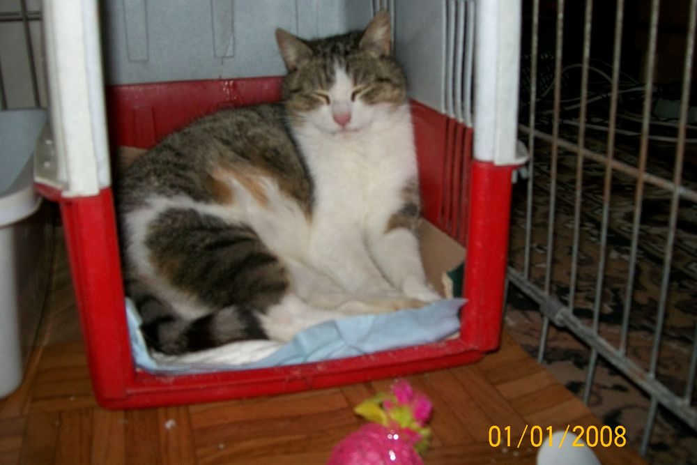 Kotka Megi polecą się do adopcji Wrocław  kicia
