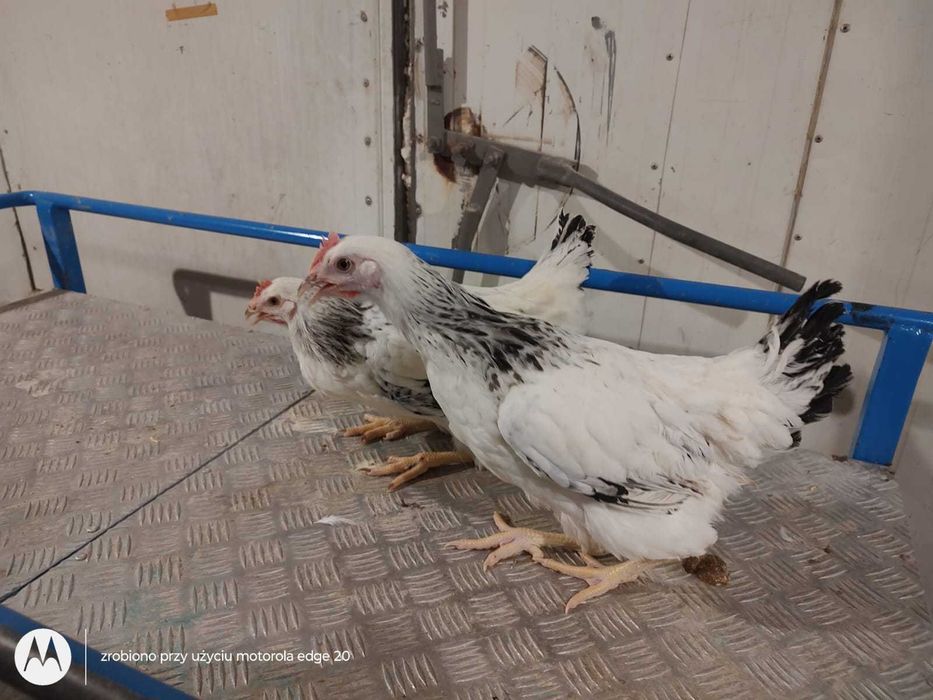Kury NIOSKI ! Dominant Rossa Messa Leghorn Sussex ! Dowóz Zapraszam !!